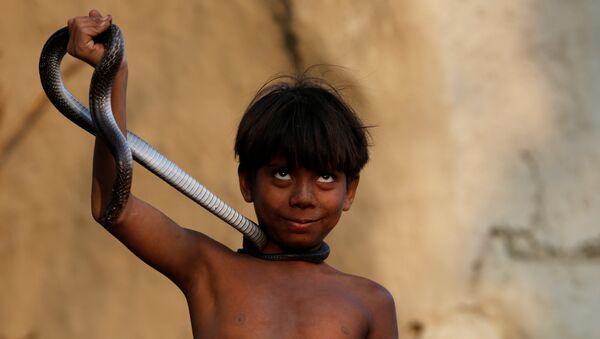Мальчик со змеей в поселении заклинателей змей Jogi Dera в штате Уттар-Прадеш, Индия