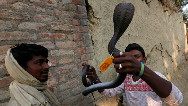 Заклинатель змей держит пойманную в доме кобру в поселении заклинателей змей Jogi Dera в штате Уттар-Прадеш, Индия