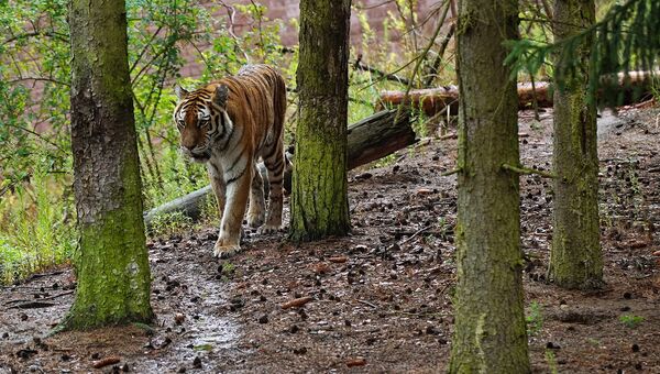 Амурских тигров Владика и Филиппу выпустят в дикую природу в апреле