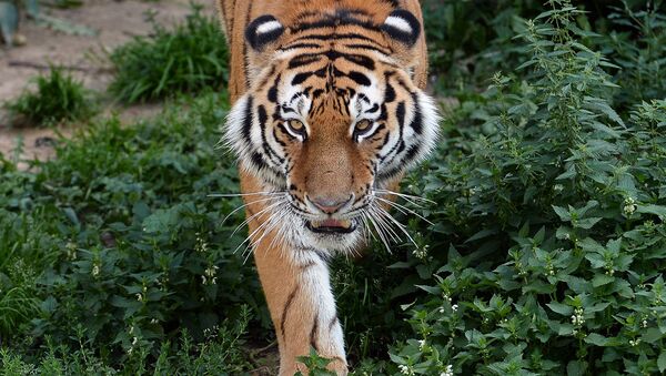 В Лазовском заповеднике готовят к сезону маршрут Тропою тигра
