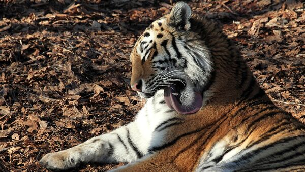 Число амурских тигров в ЕАО может вырасти втрое