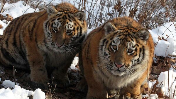 На граничащих с Китаем территориях растет популяция тигров