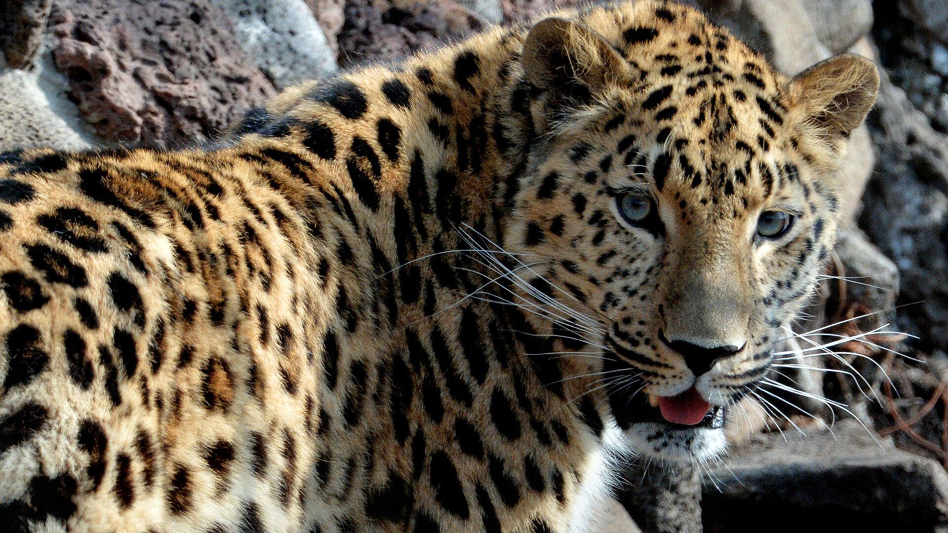 В России выросла численность редчайших дальневосточных леопардов - РИА  Новости, 05.04.2023