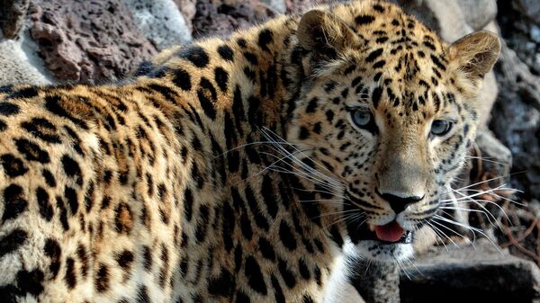 АНО Дальневосточные леопарды стала членом Союза охраны природы