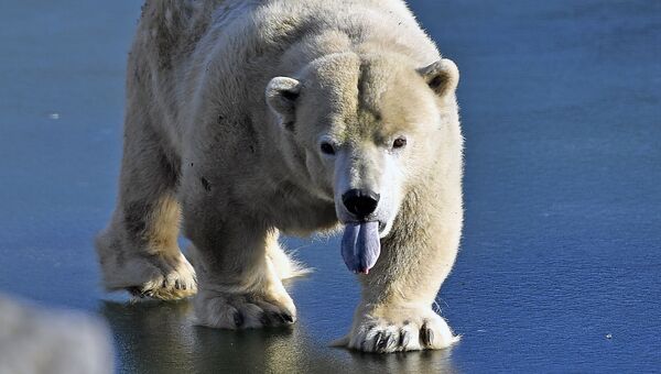 Белый медведь идет по льду. Архивное фото