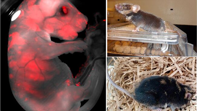 Химерный зародыш мыши и крысы