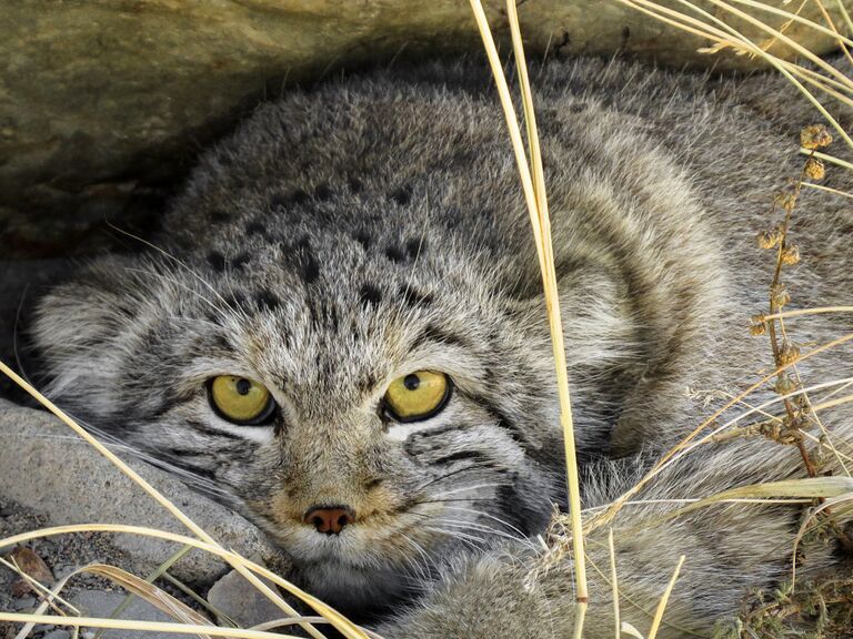 Палласов кот