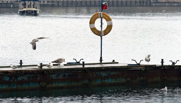 Чайки на причале для лодок и катеров в Балаклаве