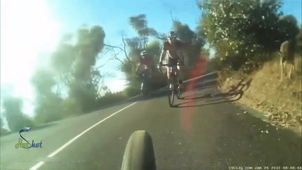 В Австралии кенгуру перескочил через голову велосипедиста