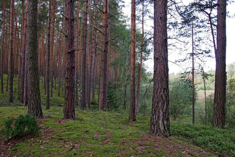 Приокско-Террасный заповедник. Вид на Сионское озеро