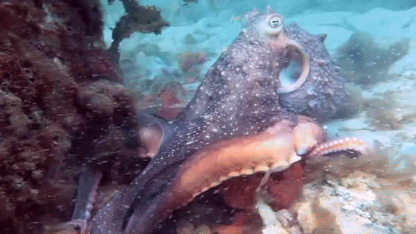 В Австралии осьминог попытался напасть на дайвера