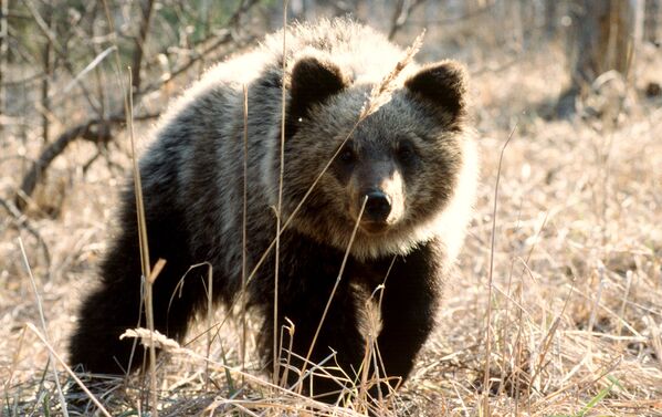 Кенозерский национальный парк. Медведь