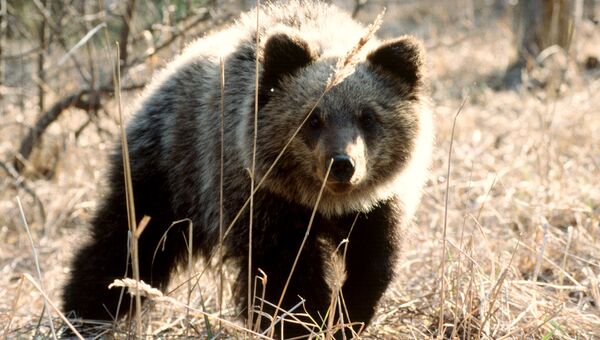 Кенозерский национальный парк. Медведь