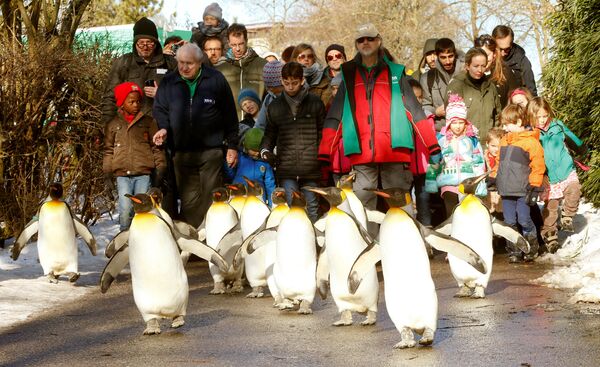 Посетители цюрихского зоопарка во время прогулки с королевскими пингвинами