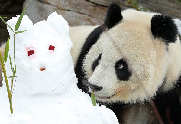 Панда смотрит на своего снежного двойника в зоопарке Шенбрунн в Вене
