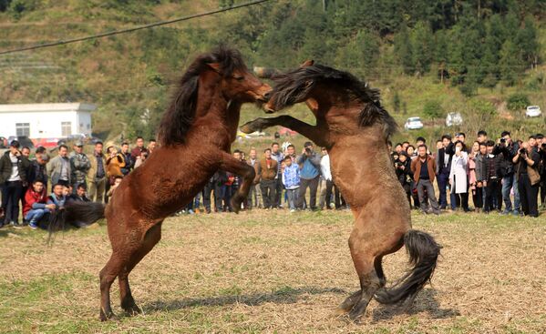 Драка лошадей во время празднования Китайского Нового года в Лючжоу