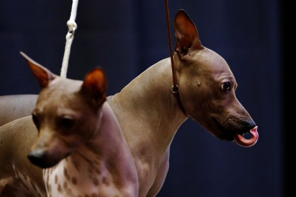 Два американских голых терьера на выставке собак Westminster Kennel Club dog show в Нью-Йорке