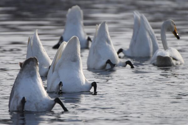 Лебеди-кликуны зимуют на Лебедином озере в заповеднике Лебединый в Алтайском крае
