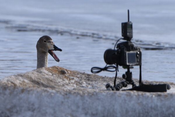 Лебедь-кликун на Лебедином озере в заповеднике Лебединый в Алтайском крае