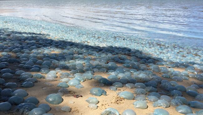 Голубые медузы на пляже. Архивное фото