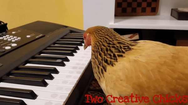 Курица исполнила американскую патриотическую песню