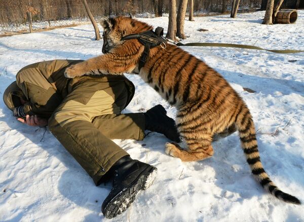 Тигренок Шерхан в Приморском сафари-парке играет с сотрудником парка