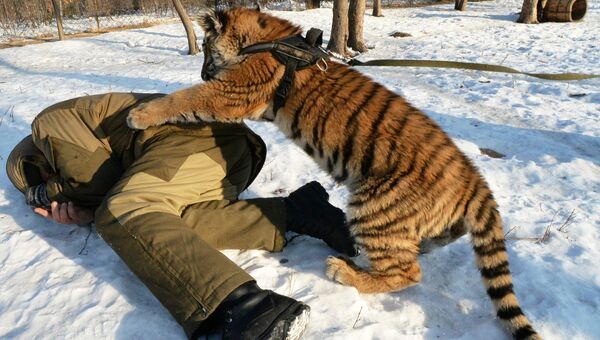 Тигренок Шерхан в Приморском сафари-парке играет с сотрудником парка