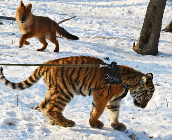 Тигренок Шерхан в Приморском сафари-парке играет с красным волчонком