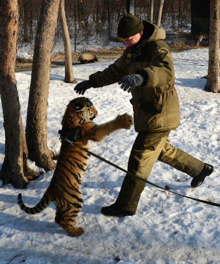 Тигренок Шерхан в Приморском сафари-парке играет с сотрудником парка