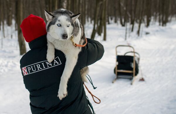 Собака породы хаски на территории парка Сокольники участвует в реабилитационной и образовательной программе По пути с хаски