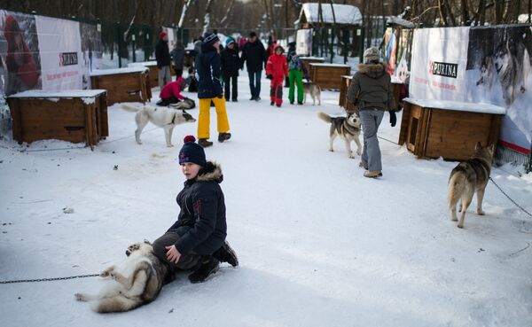 Дети на территории парка Сокольники во время знакомства с собаками породы хаски в рамках реабилитационной и образовательной программы По пути с хаски