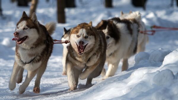 Собаки породы хаски катают детей на территории парка Сокольники в рамках реабилитационной и образовательной программы По пути с хаски