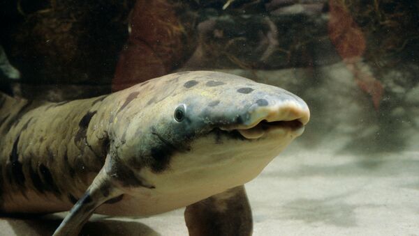Рыба-рогозуб по кличке Дедушка в аквариуме Шедда в Чикаго