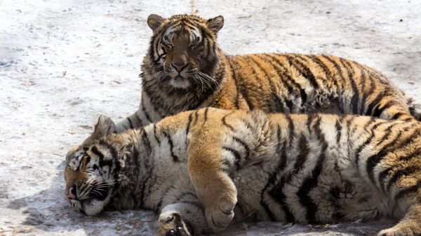 Парк Сибирских тигров в Харбине, Китай. Архивное фото