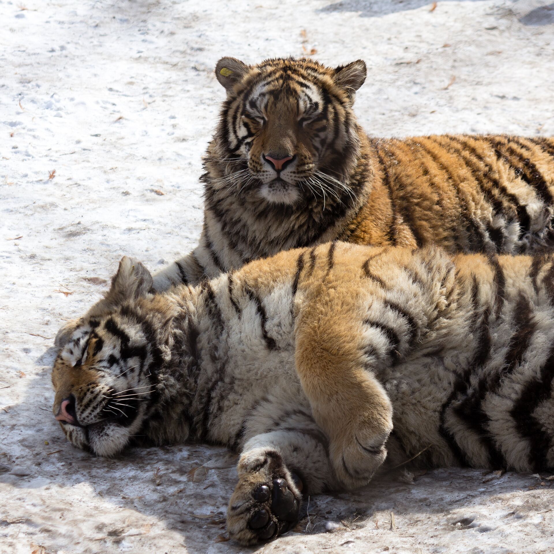 Тигр в джунглях: изображения без лицензионных платежей