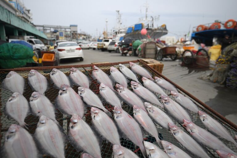 Рынок морепродуктов в городе Jumulli, Республика Корея