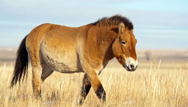 Важнейшим условием для реинтродукции лошади Пржевальского было включение территории ее будущего обитания в состав ООПТ федерального значения. Для этого в 2015 году территория военного полигона общей площадью 16,5 тыс. га была присоединена к заповеднику Оренбургский.