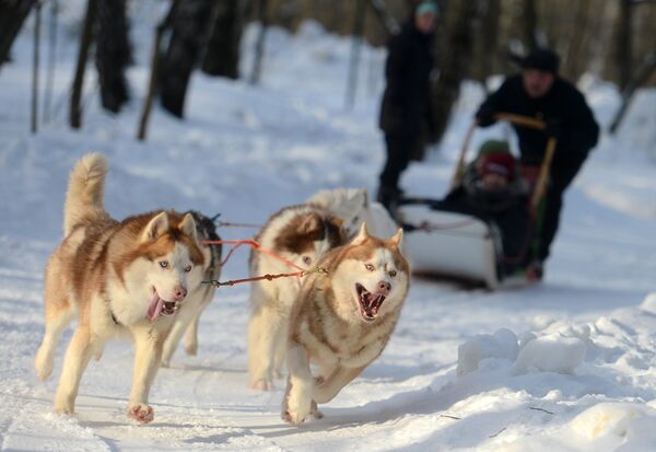 Собаки породы хаски катают детей на территории парка Сокольники в рамках реабилитационной и образовательной программы По пути с хаски