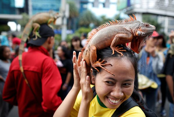 Женщина с игуаной на голове во время Дня без автомобиля в Джакарте, Индонезия