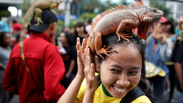 Женщина с игуаной на голове во время Дня без автомобиля в Джакарте, Индонезия