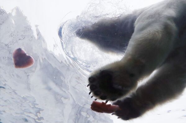 Белый медведь тянется к угощению в форме сердца в зоопарке Детройта, США