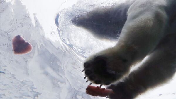 Белый медведь тянется к угощению в форме сердца в зоопарке Детройта, США