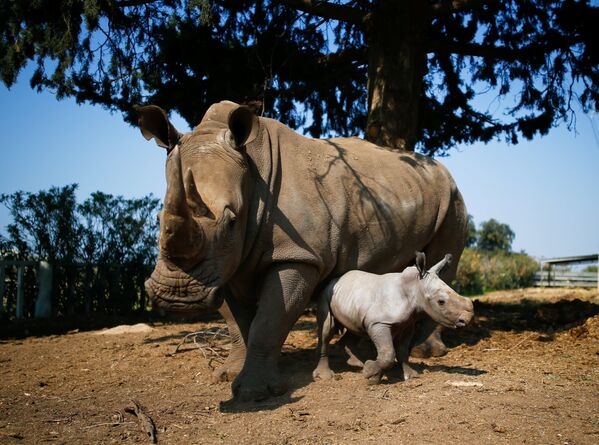 Рами, детеныш белого носорога, рядом со своей матерью Рианной в зоологическом центре Сафари в Рамат-Гане, Израиль