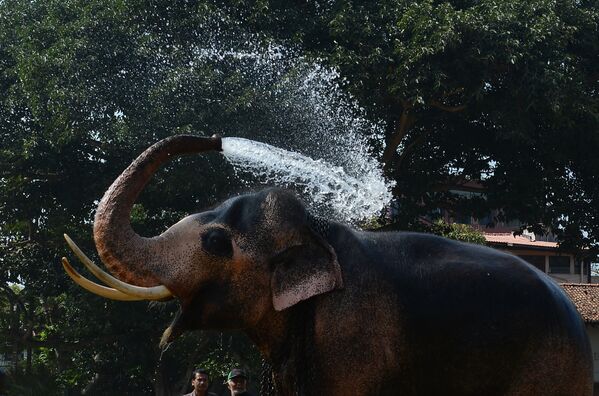 Слон поливается водой перед крестным ходом в Коломбо, Шри-Ланка