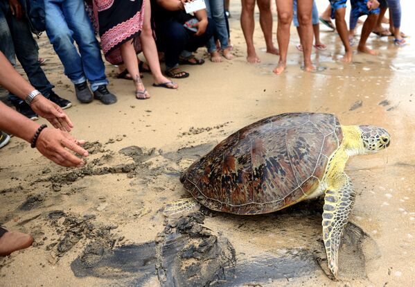 Зеленая черепаха, выпущенная на пляже Куты, Бали