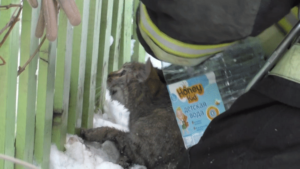 В Орле пожарные спасли из горящего дома кота