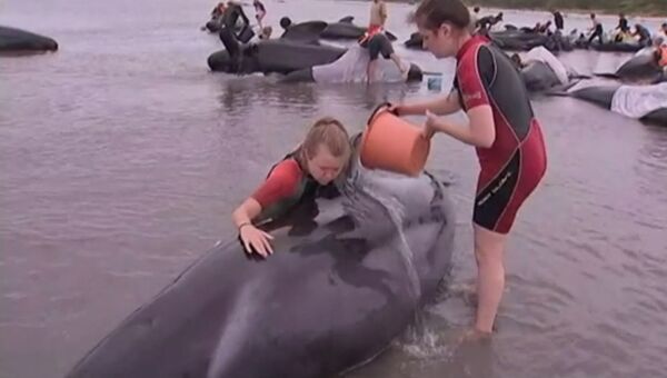 Волонтеры поливали водой выбросившихся на берег Новой Зеландии дельфинов