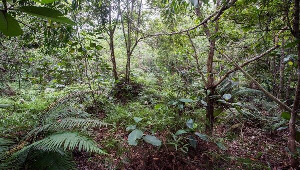 Двенадцать военнослужащих Британской армии спрятались в джунглях в Брунее