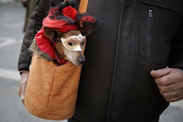 Собака в маске во время Венецианского карнавала