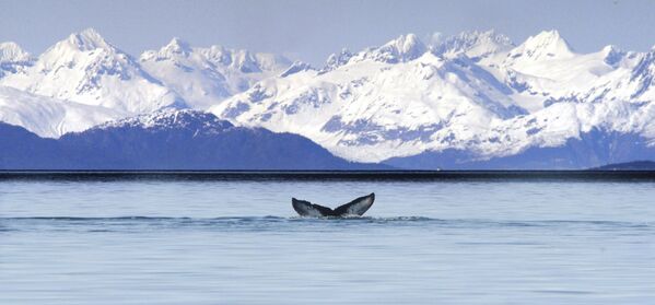 Хвост горбатого кита, Аляска